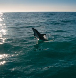 Dusky dolphin jumping Kaikoura