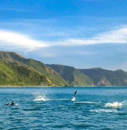 Dusky Dolphins jumping