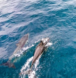 Dusky dolphins Kaikoura