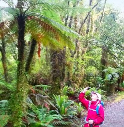 Giant fern on Milford Track