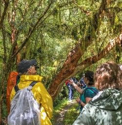 Milford Track Rainforest, Fiordland National Park Southland New Zealand