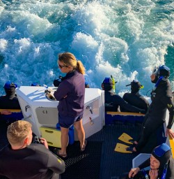 Kaikoura Dolphin watching tour