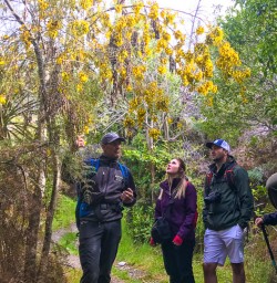 Kowhai tree on Mou Waho island