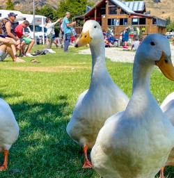 Lake Wanaka geese