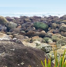 Martins Bay Seal Colony