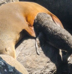 Seal colony at Martins Bay, Fiordland New Zealand