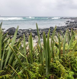 Martins Bay, Fiordland National Park Southland New Zealand