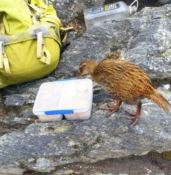 weka and hiker at mou waho island new zealand