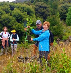 tree planting at mou waho island