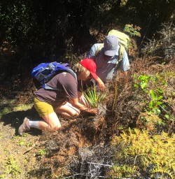 Planting on Mou Waho Island