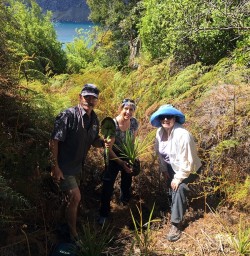 Planting at Mou Waho Island
