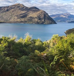 Mou Waho Island, Lake Wanaka New Zealand