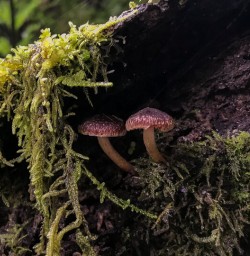 Mushrooms at Milford Track, Fiordland New Zealand