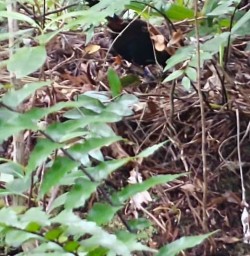 Native plants