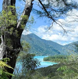 Pelorus sound nydia track
