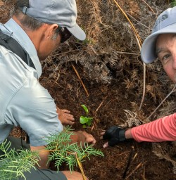 Planting at Mou Waho Island, Wanaka Otago New Zealand