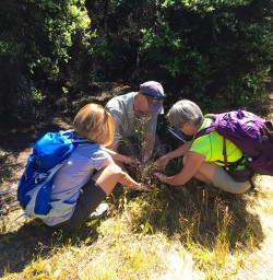 Planting a native tree at Mou Waho Island Nature Reserve