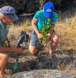 Planting Tree at Mou Waho Island, Lake Wanaka New Zealand
