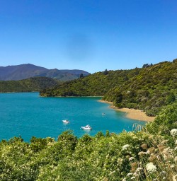 Queen Charlotte Sound scenery
