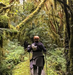 Milford Track Rainforest, Fiordland New Zealand