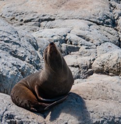 Seal enjoying Kaikoura shores