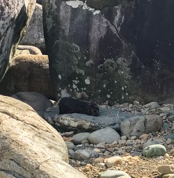 Seals at Martins Bay, Fiordland New Zealand