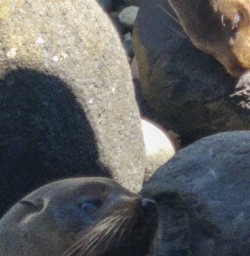 Martins Bay seal colony, Fiordland New Zealand