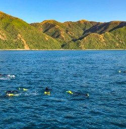 Snorkelling Kaikoura coast