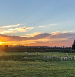 Sunrise in New Zealand