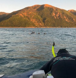 Swimming with dolphins at Akaroa, Canterbury New Zealand