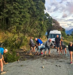 Tree down at Lake Ohau