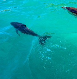 Trio of dolphins Kaikoura