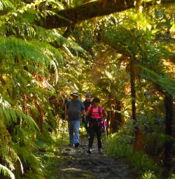 Walking on the world-famous Milford Track