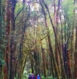 Exploring the Milford Track