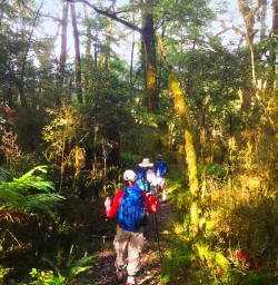 Checking out some of the stunning flora of the Milford Track