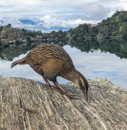 Weka Bird at Mou Waho Island, Lake Wanaka New Zealand