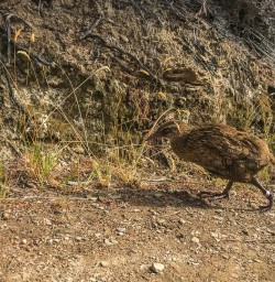 Weka Bird at Mou Waho Island, Lake Wanaka New Zealand