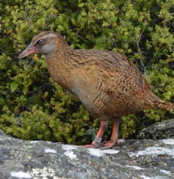 Weka Bird at Mou Waho Island, Lake Wanaka New Zealand