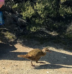 Weka at Mou Waho Island, Wanaka Otago New Zealand