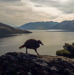 Weka at Mou Waho Island, Wanaka Otago New Zealand