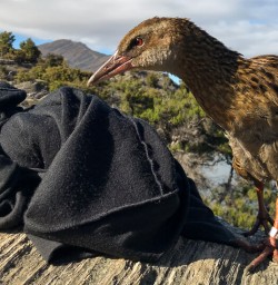 Weka at Mou Waho Island, Wanaka Otago New Zealand
