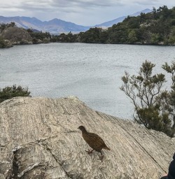 Weka at Mou Waho Island, Wanaka Otago New Zealand