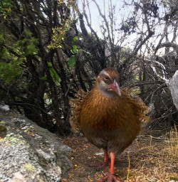 5 weka mou waho island wanaka2