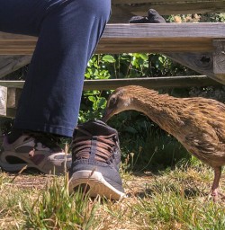 Weka at Mou Waho Island, Wanaka Otago New Zealand