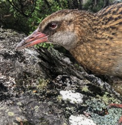 Weka at Mou Waho Island, Wanaka Otago New Zealand