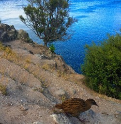 One of the local population of rare Weka birds that have been re-introduced to this island