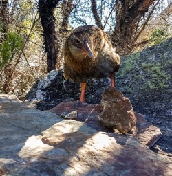 Weka at Mou Waho Island, Wanaka Otago New Zealand