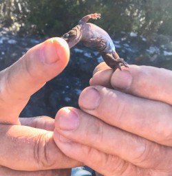 Weta at Mou Waho Island, Lake Wanaka New Zealand