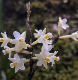White flowers at Milford Track, Fiordland New Zealand