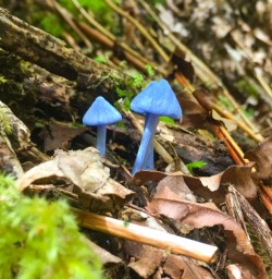Blue mushrooms